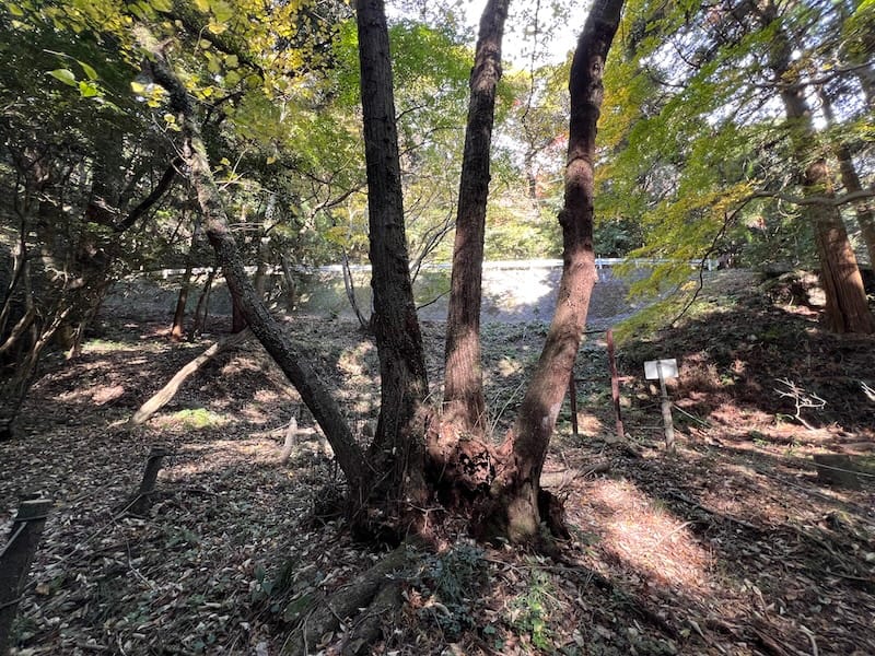 御堂山のボダイジュ – 蒲郡の名木50選 02 – 相楽町