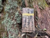 御堂山の観音大スギ