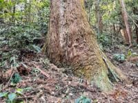 御堂山の観音大スギ