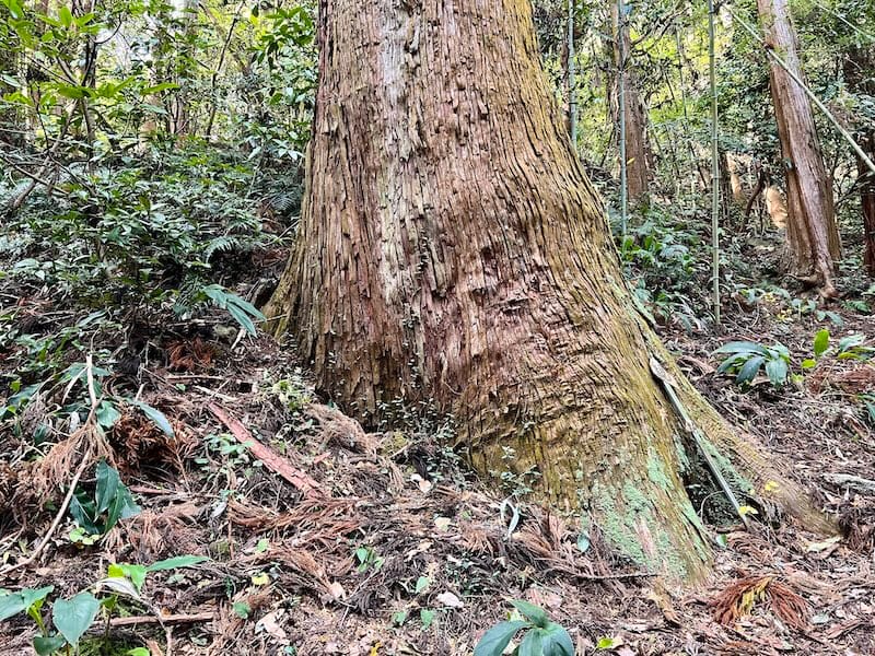 御堂山の観音大スギ