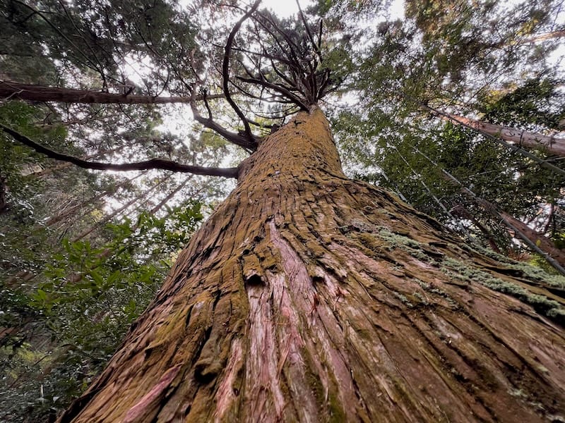 御堂山観音の大スギ – 蒲郡の名木50選 01 – 相楽町