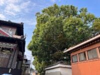 無量寺の大クス　東側の道路から