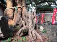 無量寺の大クス