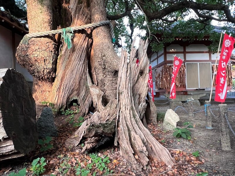 無量寺の大クス – 蒲郡の名木50選 43 – 西浦町