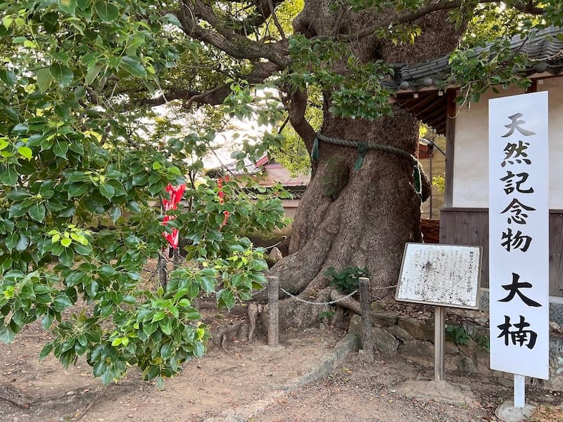 無量寺の大クス 西から