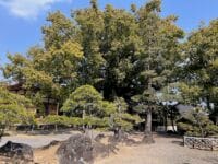 無量寺の大クス 全景