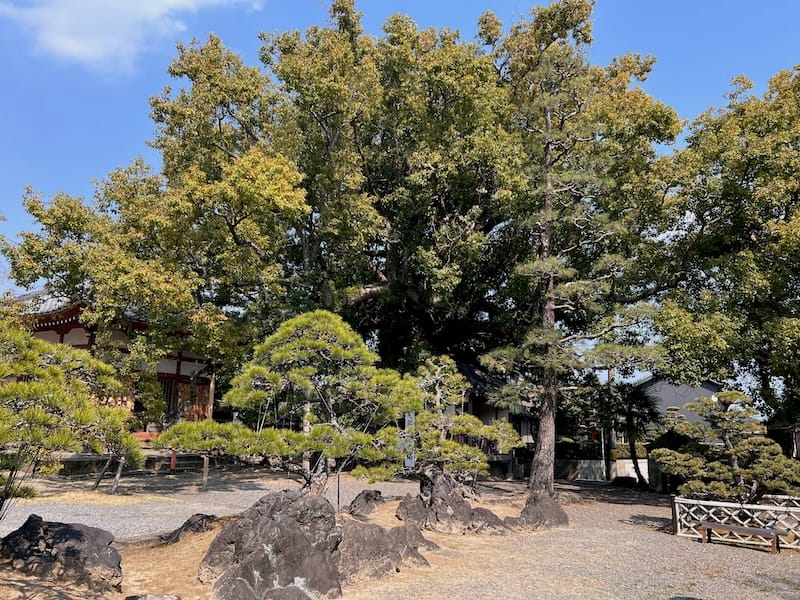 無量寺の大クス 全景