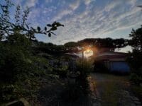 日曜院のマツ　山門から