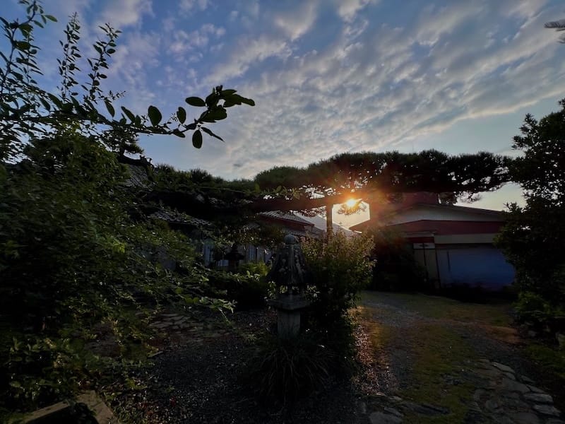 日曜院のマツ　山門から