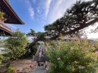 日曜院のマツ　境内南から