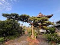日曜院のマツ　安楽寺山門を背景に