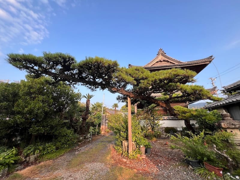 日曜院のマツ　安楽寺山門を背景に