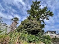 西浦町旧竜田川沿いのマツ