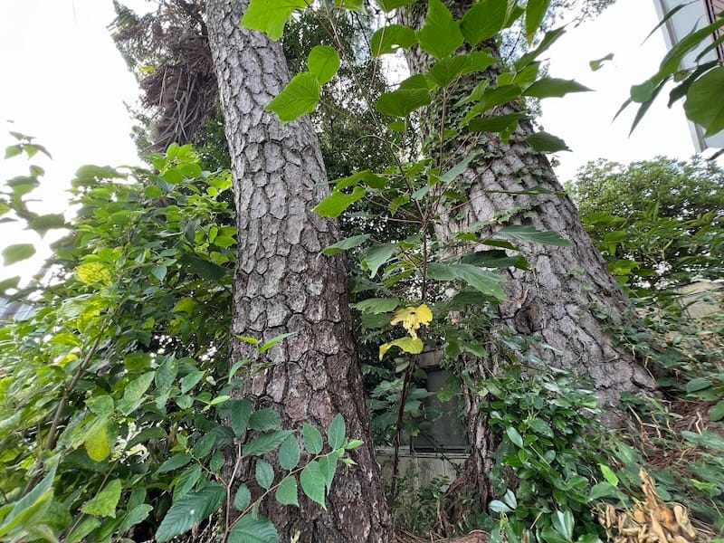西浦町旧竜田川沿いのマツ　マツの胴回り