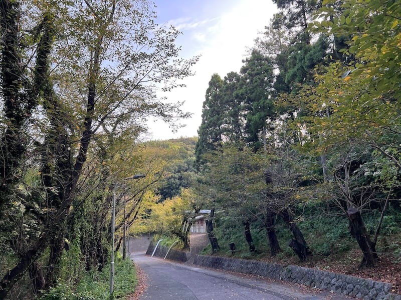 西浦中学校のサクラ並木 – 蒲郡の名木50選 45