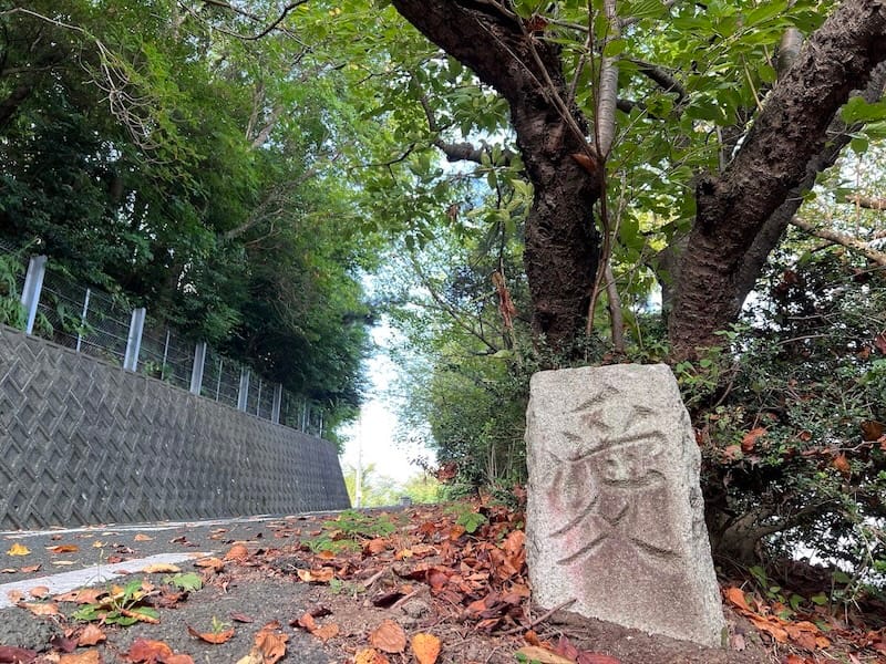 西浦中学校のサクラ並木　愛