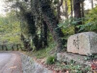 西浦中学校のサクラ並木　耐