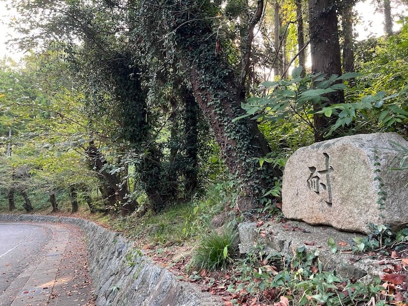 西浦中学校のサクラ並木　耐