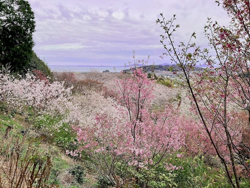 春日山展望台　西浦方面