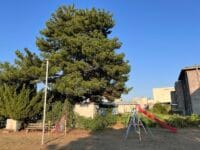 栄町のマツ　西沢児童園地