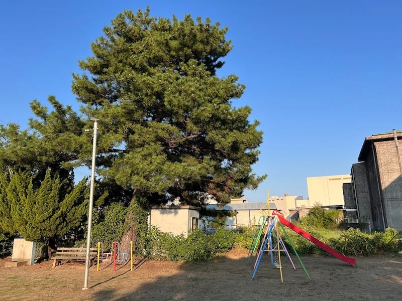 栄町のマツ 西沢児童園地