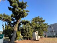 栄町のマツ　西沢児童園地