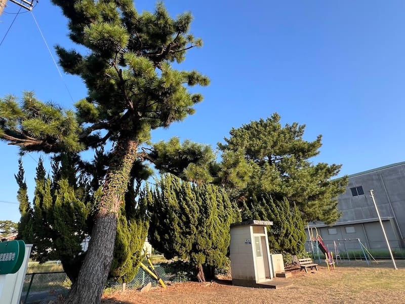 栄町のマツ 西沢児童園地