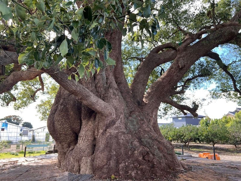 清田の大クス – 蒲郡の名木50選 – 清田町