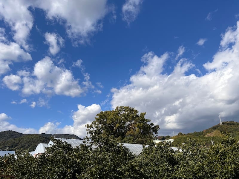 清田の大クス　南東側市道から