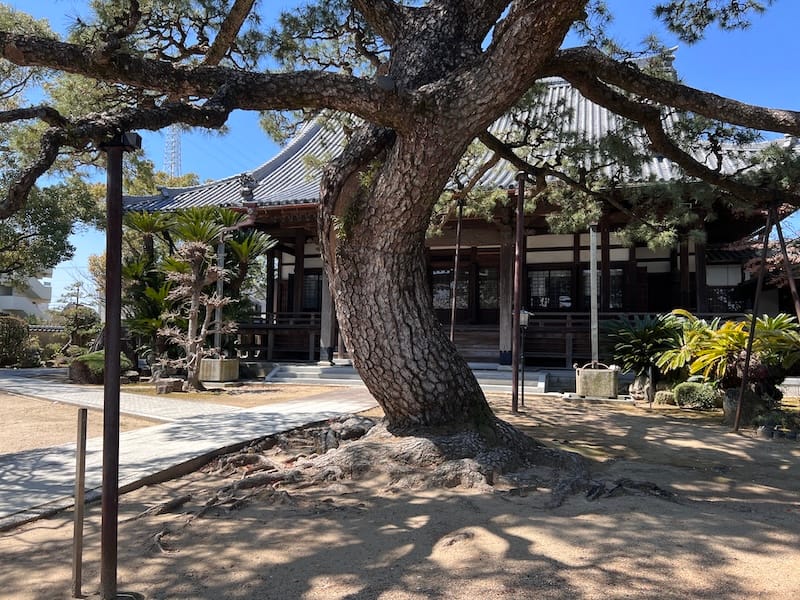 専覚寺の大マツ　本堂を背景に