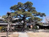 専覚寺の大マツ　全体