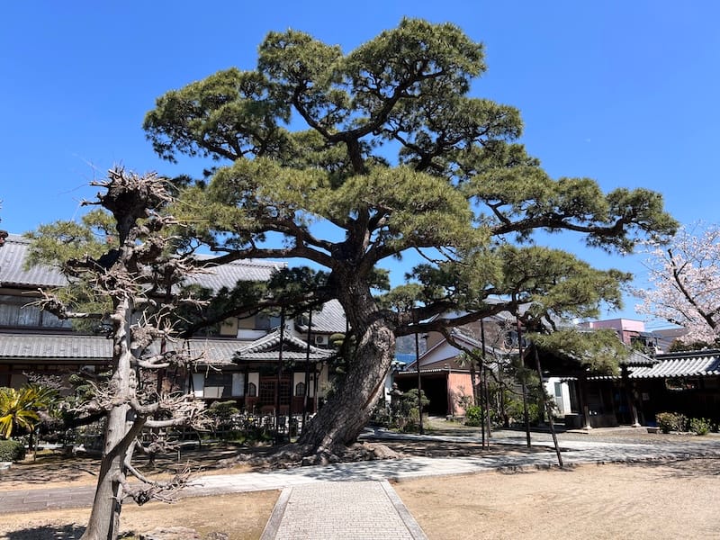 専覚寺の大マツ　全体