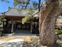 専覚寺の大マツ　模様