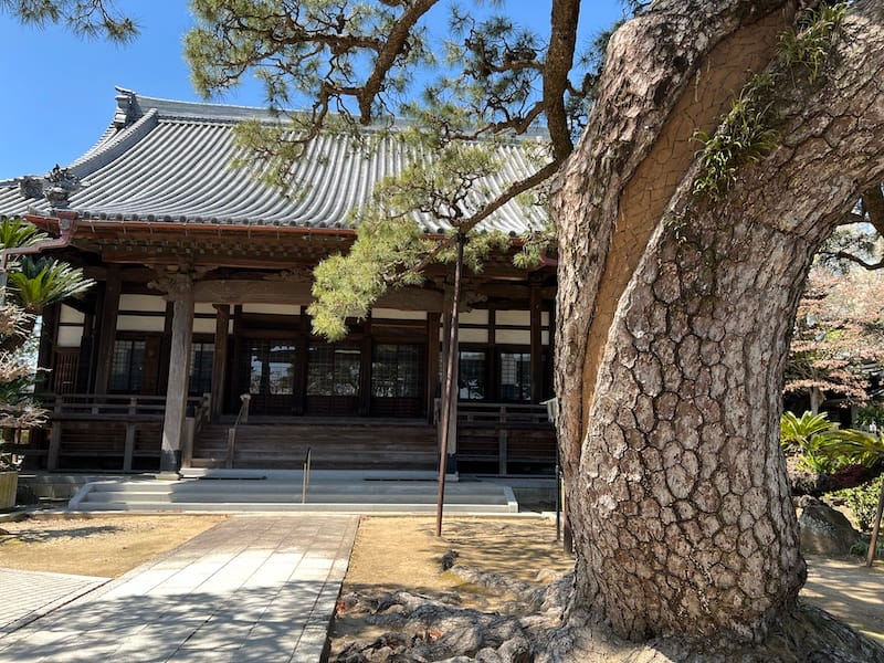 専覚寺の大マツ – 蒲郡の名木50選 25 – 御幸町