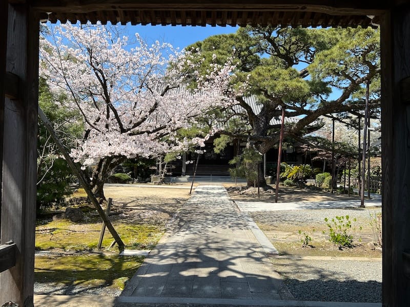 山門から桜とマツ