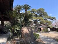 専覚寺の大マツ　ソテツと大マツ