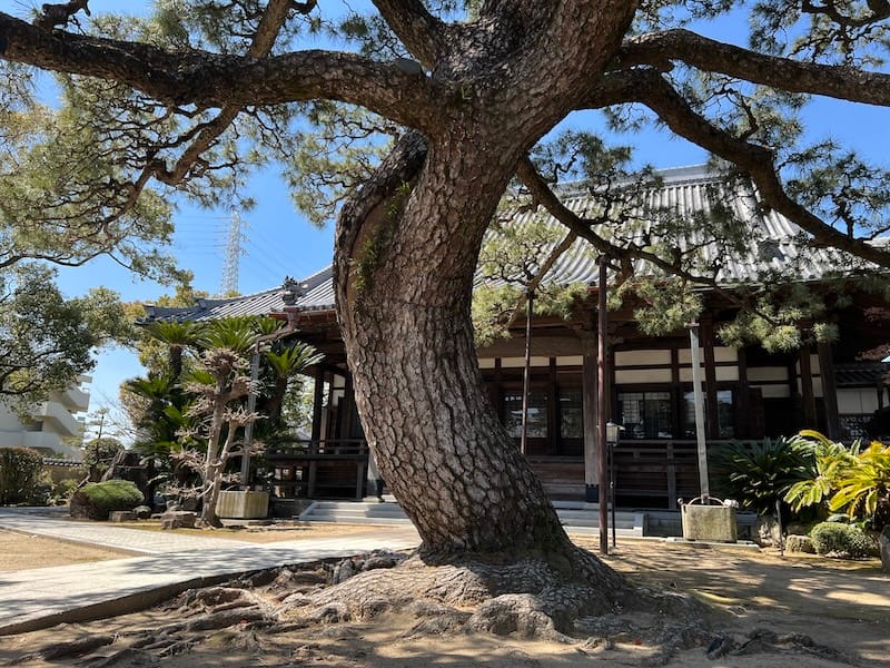 専覚寺の大マツとソテツ