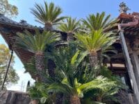 専覚寺のソテツ　南側