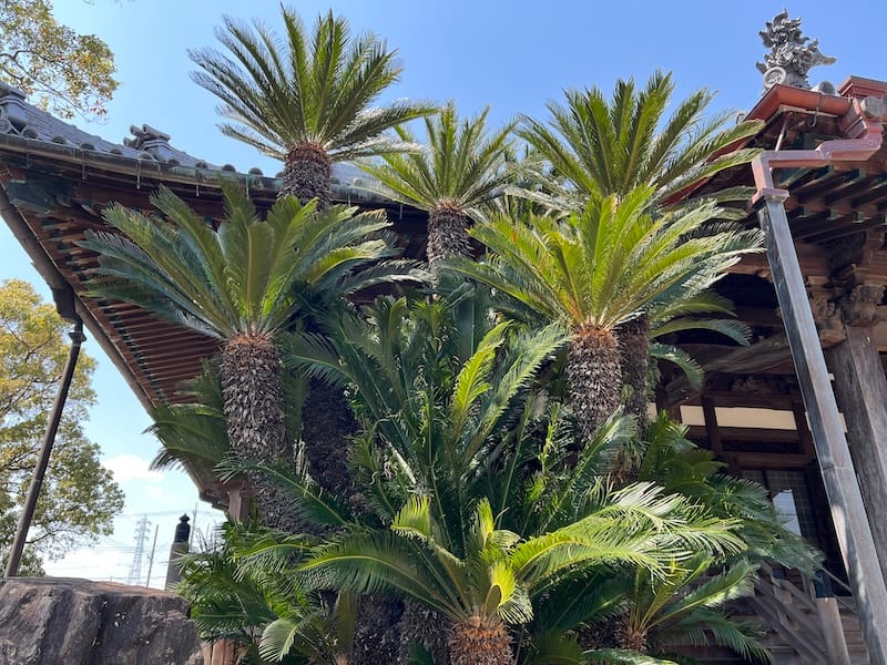 専覚寺のソテツ – 蒲郡の名木50選 26 – 御幸町