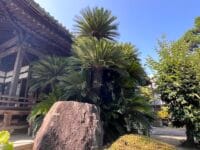 専覚寺のソテツ　南側