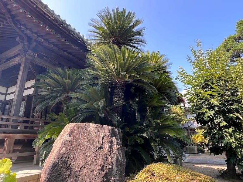 専覚寺のソテツ 南側