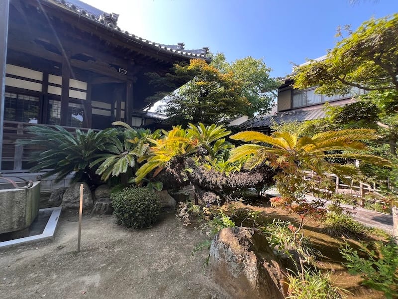 専覚寺のソテツ 北側