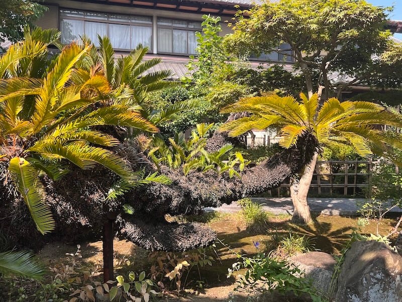 専覚寺のソテツ 北側