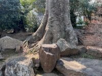 専称寺　ケヤキ（蒲郡の名木50選）