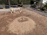 専称寺　2代目シダレザクラ