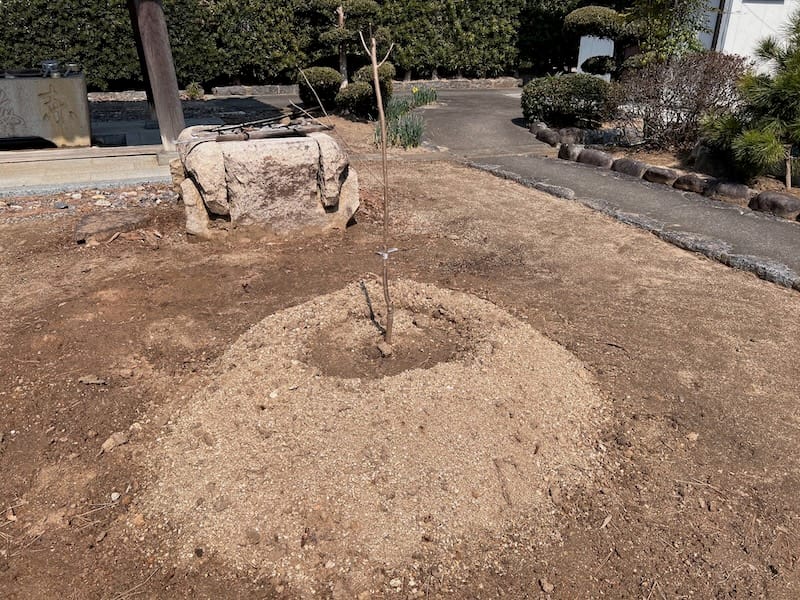 専称寺のシダレザクラ – 蒲郡の名木50選 36 – 形原町