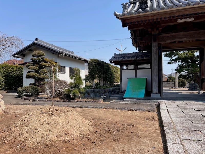 専称寺のシダレザクラ　2代目