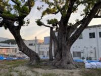 塩津小学校のクスノキ　根元