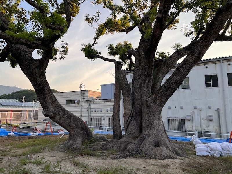 塩津小学校のクスノキ – 蒲郡の名木50選 30 – 竹谷町