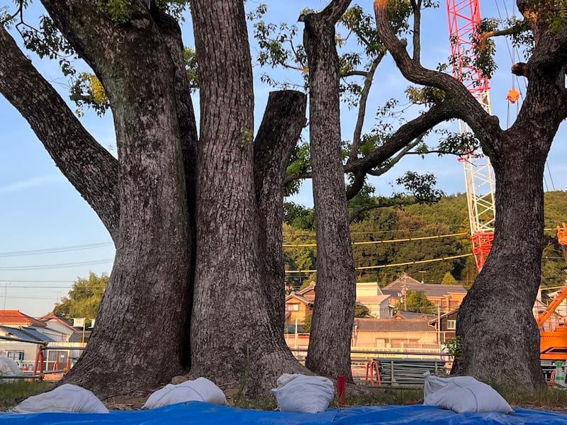 塩津小学校のクスノキ　幹周